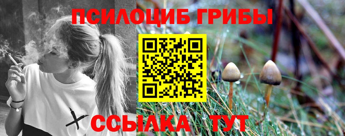 Псилоцибиновые грибы Psilocybine cubensis Кингисепп